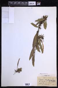 Pleopeltis fructuosa image