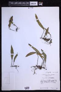 Pleopeltis macrocarpa image