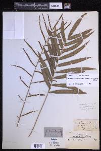 Bolbitis crispatula image