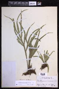 Pleopeltis christensenii image