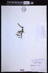 Pleopeltis astrolepis image