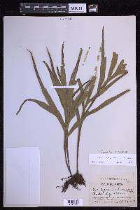 Pleopeltis christensenii image