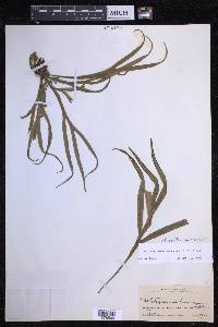 Pleopeltis christensenii image