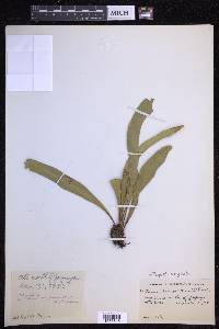 Pleopeltis marginata image