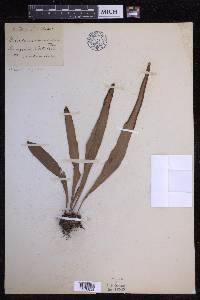 Pleopeltis marginata image