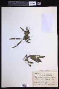 Pleopeltis astrolepis image