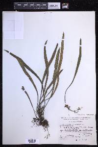 Pleopeltis macrocarpa image