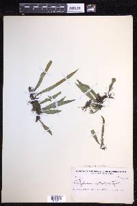 Pleopeltis astrolepis image