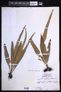 Pleopeltis marginata image