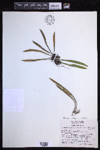 Pleopeltis mexicana image