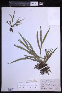 Pleopeltis christensenii image