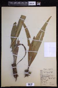 Pleopeltis marginata image
