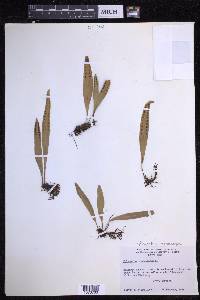 Pleopeltis macrocarpa image