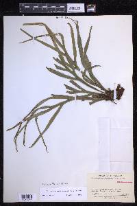 Pleopeltis desvauxii image