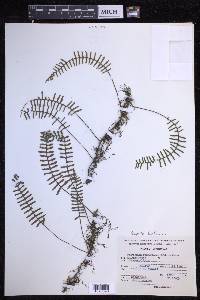 Pleopeltis furfuracea image