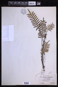Pleopeltis montigena image