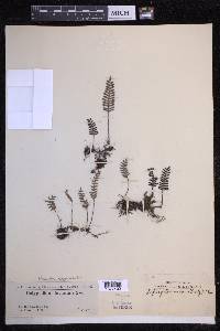 Pleopeltis polypodioides image