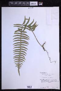 Serpocaulon loriceum image