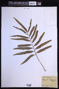 Polypodium fraternum image