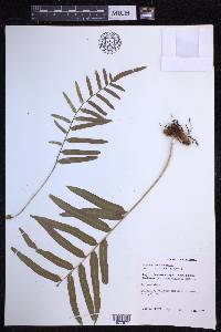 Polypodium fraternum image