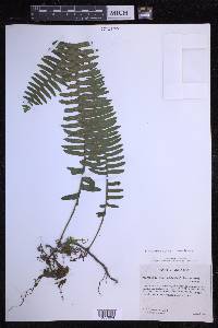 Serpocaulon loriciforme image