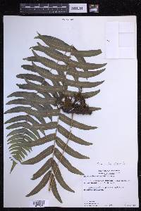 Serpocaulon dissimile image