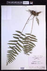 Serpocaulon dissimile image