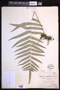 Polypodium echinolepis image