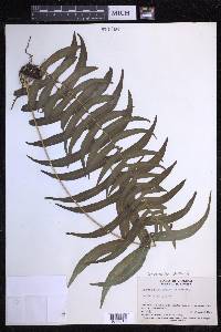 Serpocaulon dissimile image