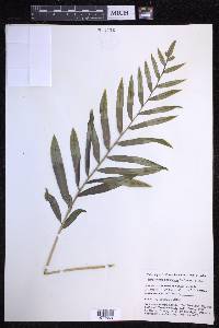 Polypodium fraternum image