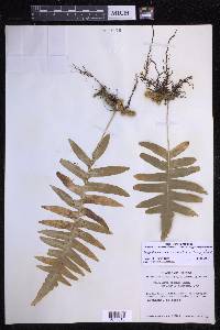 Polypodium arcanum var. bakeri image