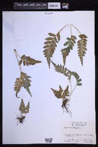 Polypodium hesperium image