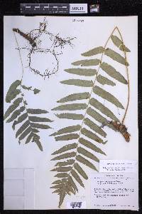 Polypodium subpetiolatum image