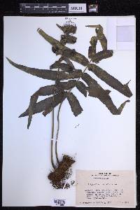 Polypodium echinolepis image