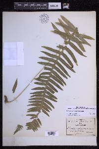 Polypodium plesiosorum image