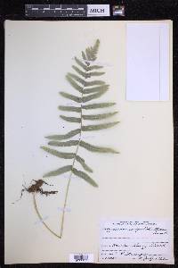 Polypodium subpetiolatum image