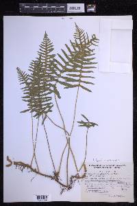 Polypodium echinolepis image