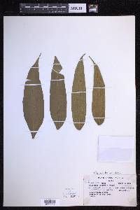 Serpocaulon articulatum image