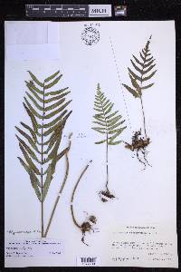 Polypodium subpetiolatum image