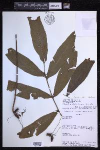 Serpocaulon adnatum image
