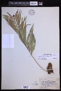 Polypodium fraternum image
