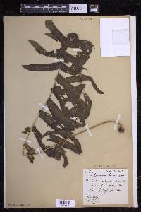 Serpocaulon dissimile image