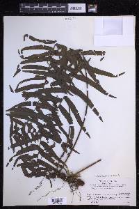 Serpocaulon dissimile image