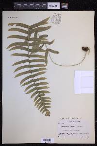 Serpocaulon dissimile image