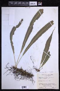 Serpocaulon levigatum image