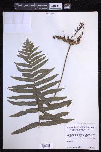 Polypodium subpetiolatum image