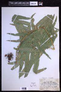 Polypodium echinolepis image