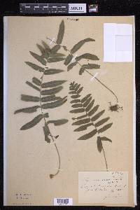 Polypodium subpetiolatum image