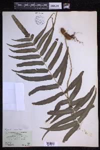 Polypodium echinolepis image