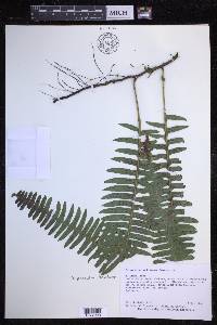 Serpocaulon loriciforme image